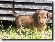 Dachshund