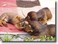 Dachshund