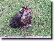 Jork��rsk� terier, Yorkshire Terrier,