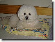 Bichon � poil fris�, Bichon Frise