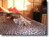 Jork��rsk� terier, Yorkshire Terrier,