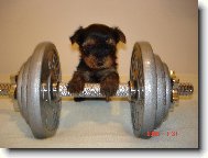 Jork��rsk� terier, Yorkshire Terrier,