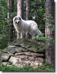 Chien de Montagne des Pyr�n�es