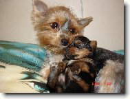 Jork��rsk� terier, Yorkshire Terrier,