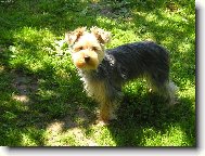Jork��rsk� terier, Yorkshire Terrier,