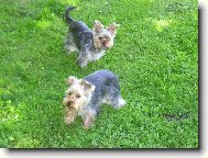 Jork��rsk� terier, Yorkshire Terrier,