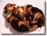 Jork��rsk� terier, Yorkshire Terrier,