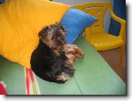 Jork��rsk� terier, Yorkshire Terrier,