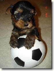 Jork��rsk� terier, Yorkshire Terrier,