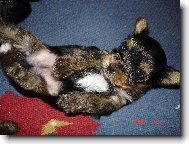 Jork��rsk� terier, Yorkshire Terrier,