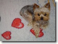 Jork��rsk� terier, Yorkshire Terrier,