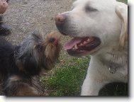 Jork��rsk� terier, Yorkshire Terrier,
