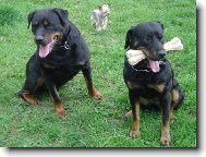 Jork��rsk� terier, Yorkshire Terrier,