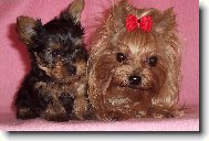 Jork��rsk� terier, Yorkshire Terrier,