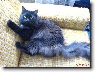 Norwegian Forest Cat