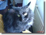 Norwegian Forest Cat