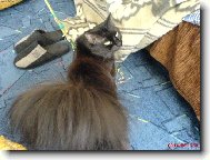 Norwegian Forest Cat