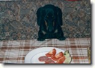 Dachshund