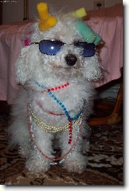 Bichon � poil fris�, Bichon Frise