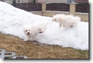 Bichon � poil fris�, Bichon Frise