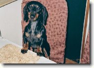 Dachshund