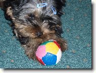 Jork��rsk� terier, Yorkshire Terrier,