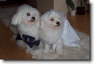 Bichon � poil fris�, Bichon Frise
