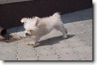 Bichon � poil fris�, Bichon Frise