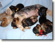 Jork��rsk� terier, Yorkshire Terrier,