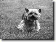 Jork��rsk� terier, Yorkshire Terrier,