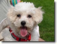 Bichon � poil fris�, Bichon Frise