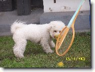 Bichon � poil fris�, Bichon Frise