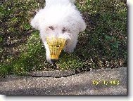 Bichon � poil fris�, Bichon Frise