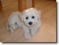 Bichon � poil fris�, Bichon Frise