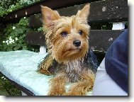 Jork��rsk� terier, Yorkshire Terrier,