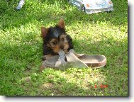Jork��rsk� terier, Yorkshire Terrier,