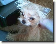 Jork��rsk� terier, Yorkshire Terrier,