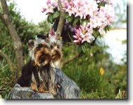 Jork��rsk� terier, Yorkshire Terrier,
