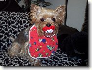 Jork��rsk� terier, Yorkshire Terrier,