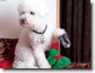 Bichon � poil fris�, Bichon Frise