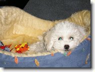 Bichon � poil fris�, Bichon Frise