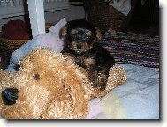 Jork��rsk� terier, Yorkshire Terrier,