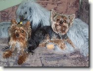 Jork��rsk� terier, Yorkshire Terrier,