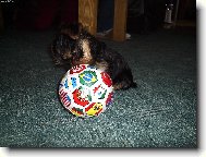Jork��rsk� terier, Yorkshire Terrier,