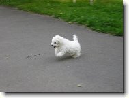 Bichon � poil fris�, Bichon Frise