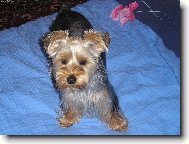 Jork��rsk� terier, Yorkshire Terrier,