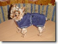 Jork��rsk� terier, Yorkshire Terrier,