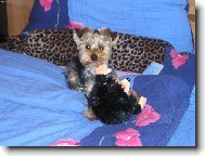 Jork��rsk� terier, Yorkshire Terrier,