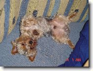 Jork��rsk� terier, Yorkshire Terrier,