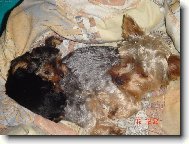 Jork��rsk� terier, Yorkshire Terrier,